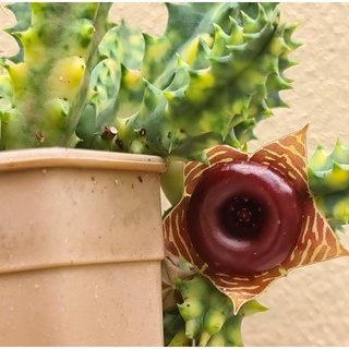 เก๋งจีนด่างดอกโดนัท (Huernia zebrina f. variegata):  cactus ไม้อวบน้ำ แคคตัส