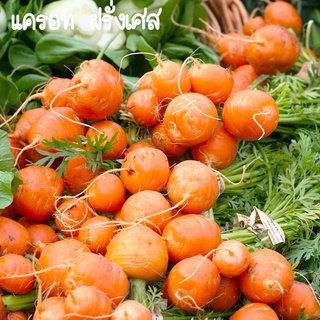 แครอท🥕ฝรั่งเศส📌ถูกที่สุด10บ.📌เมล็ดพันธุ์แครอทฝรั่งเศส 50 เมล็ด🥕ผลกลม🥕ปลูกง่าย☘️ได้ทานเร็ว