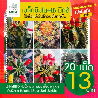 🌵เมล็ดยิมโนด่าง+LBด่าง💥พิเศษ20เมล็ด  13 บาท 💥เก็บใหม่ทุกเดือน💥 เมล็ดมิกซ์ยิมโน+LBแท้13พู+LB Hy ยิมโนแคคตัส LB Hybrid