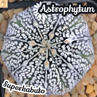 [แอสโตรซุปเปอร์คาบูโตะ] Astrophytum Superkabuto ส่งพร้อมกระถาง แคคตัส Cactus Succulent Haworthia Euphorbia ไม้หายาก