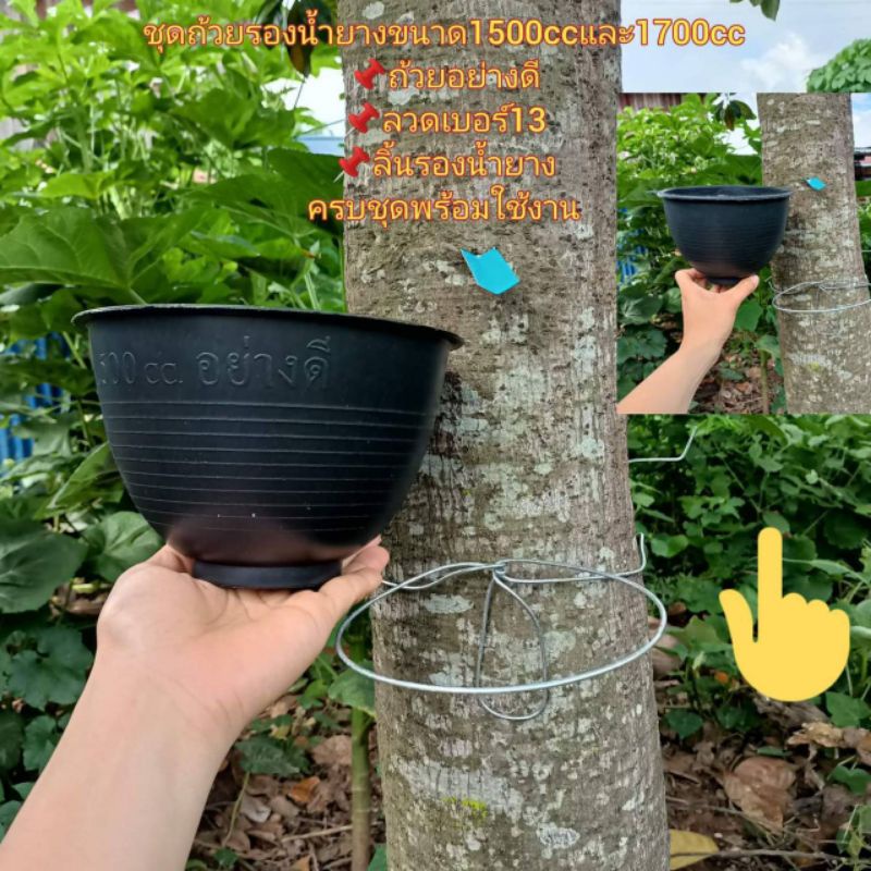 ชุดถ้วย1500ซีซี+ลวดฟันปลาเบอร13(วงจัมโบ้)วง6นิ้ว+ลิ้น แพ็คละ 50 ชุด(สั่งได้ครั้งละไม่เกิน 100 ชุดต่อ 1 Order)
