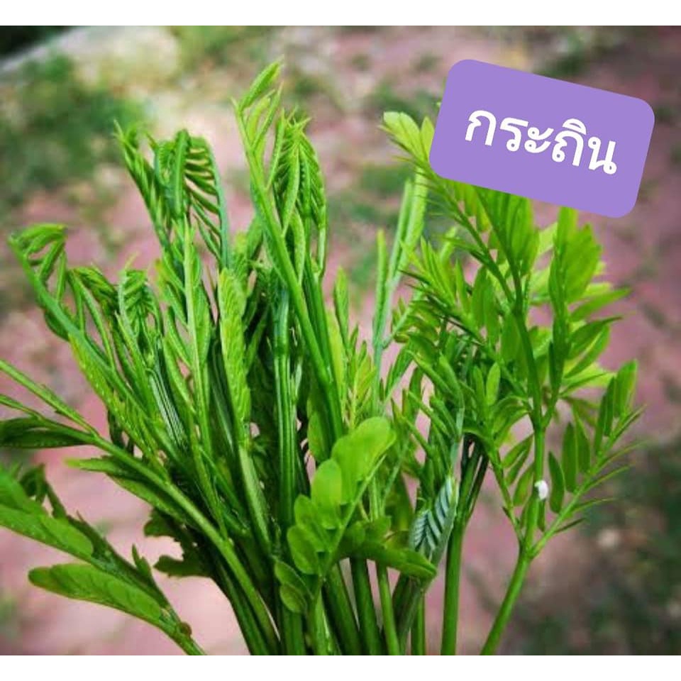 เมล็ดพันธุ์กระถิน / ถินเล็ก /ถินพันธุ์พื้นเมือง/ กระถินทานยอด 1 ซองบรรจุ 200 เมล็ด