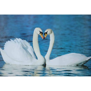 โปสเตอร์ รูปถ่าย หงษ์ คู่รัก Swan Love POSTER 23”x34” Animals Beautiful Birds Cute