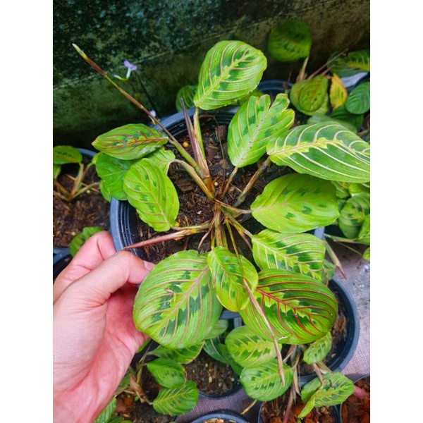 คล้า มารันต้าเรด Maranta Red