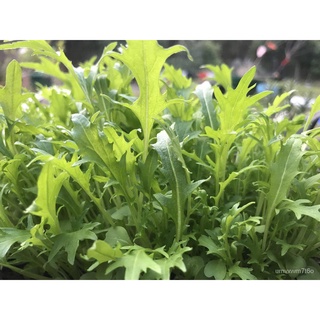 350 SEEDS of MIZUNA LETTUCE / JAPANESE MUSTARD / SPIDER MUSTARD / JAPANESE PAKCHOI / WATER GREENSผู้ชาย/แอปเปิ้ล/เมล็ด/พ