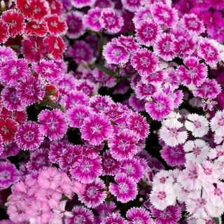 (ผู้ค้าส่งเมล็ดพันธุ์) เมล็ดพันธุ์ สวีทวิลเลี่ยมคละสี (ดอกไม้กินได้) Sweet William Flower Mix 200 เมล็ดเมล็ดพันธุ์นำเข้า