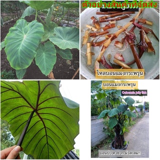 (ขาย กิ่งพันธุ์) ไหล กิ่ง บอนแมงกระพรุน Colocasia jelly fish โคโลคาเซีย แรไอเทม / สมุนไพรไทย