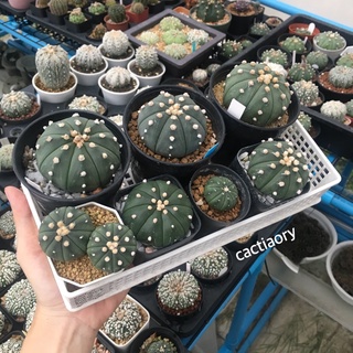 แอสโตรไฟตัม นูดัม astrophytum nudum เลือกต้นได้