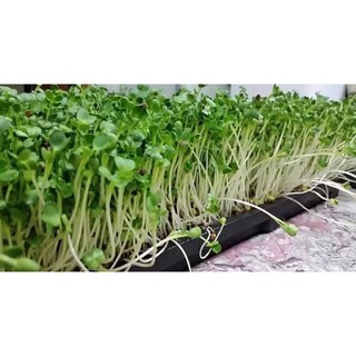 เมล็ดไมโครกรีน Green Radish Microgreen บรรจุ 100 เมล็ด