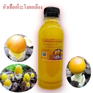 หัวเชื้อเห็ดระโงกเหลือง3ขวดจากเห็ดป่าแก่จัด ต้นไม้ที่เหมาะกับการราดเชื้อ ยางนา กระบาก ตะแบก เต็ง รัง ต้นพะยอม เต็งรัง