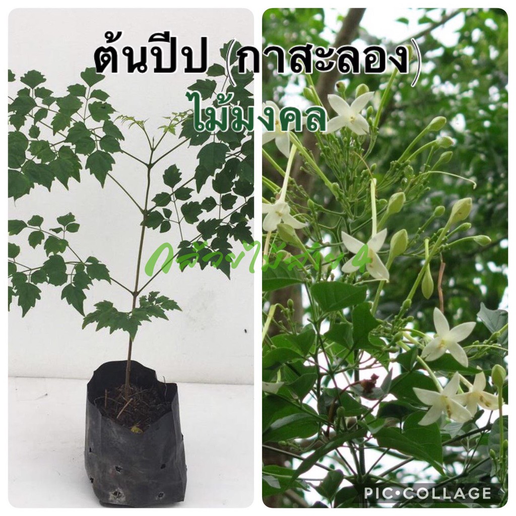 ต้นปีป (ปีปไทย) กาสะลอง ไม้มงคล พร้อมถุงชำ สีดำ ความสูง 55-60 ซม ออกดอกเป็นช่อสีขาว มีกลิ่นหอม