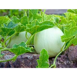 Honeydew Melons Honey Dew Vegetable Edible Fruit Seeds - 20 seeds玫瑰/香菜/母婴/裙子/内裤/seeds/园艺/通心菜/生菜/苹果/ Q57Y