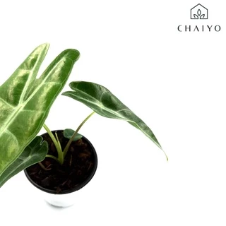 ต้น อโลคาเซีย ลองจิโลบา อโลคาเซียพญาจงอาง Alocasia Longiloba