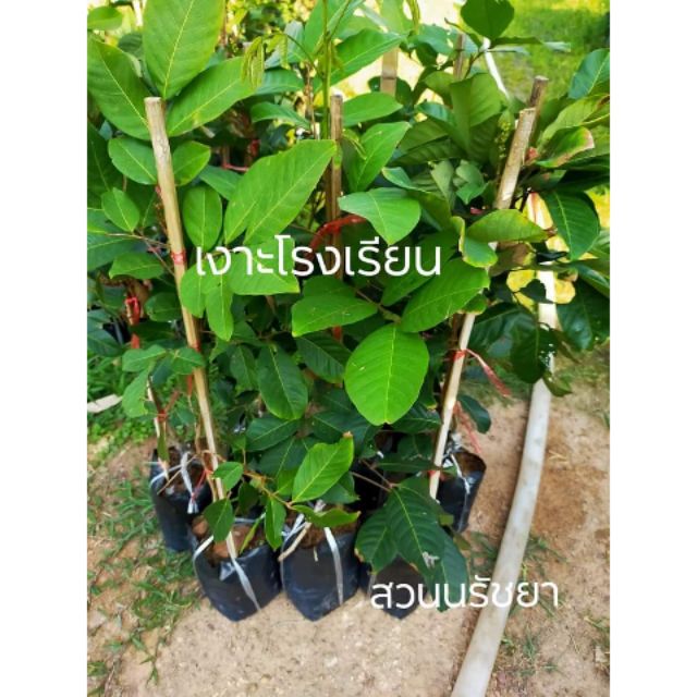 ต้นพันธุ์เงาะโรงเรียน รากแน่นๆ แข็งแรง ลงปลูกได้เลย ความสูง 80-100 ซม รับประกันความเสียหายระหว่างการขนส่ง