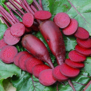 บีทรูท ไซลินดร้า Beetroot Cylindra (หัวยาว)