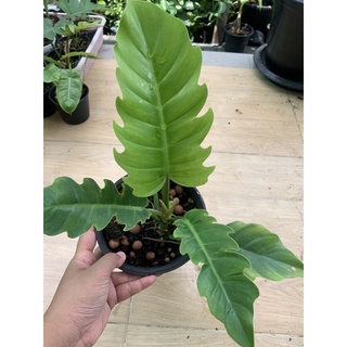 ฟิโลเดนดรอน พิณนาค (Philodendron caramel marble green)