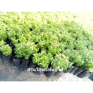 ผักเมล็ดหรือเสม็ดแดง 🌳1ชุด3ต้น100บาท