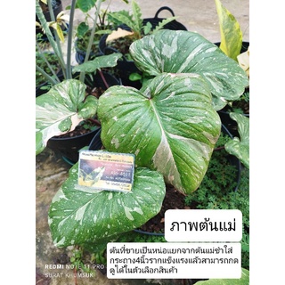 เสน่ห์จันทร์ประกายดาว ด่างชมพู Homalomena Rubescens Variegated