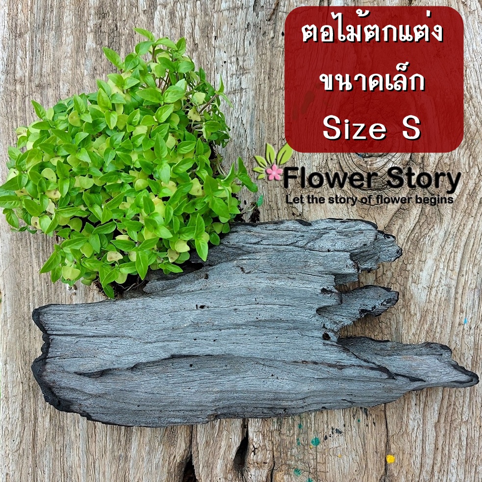 ไม้​ ตอไม้ธรรมชาติขนาดเล็กสำหรับจัดแต่งสวน บอนไซ แต่งตู้ปลา เลี้ยงแมลง พร๊อพถ่ายรูป size S