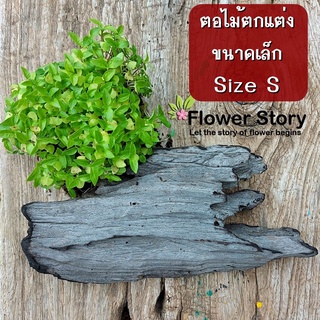 ไม้​ ตอไม้  ขอนไม้ ธรรมชาติขนาดเล็กสำหรับจัดแต่งสวน ตอไม้บอนไซ แต่งตู้ปลา ตอไม้เลี้ยงแมลง ขอนไม้ธรรมชาติ พร๊อพถ่ายรูป