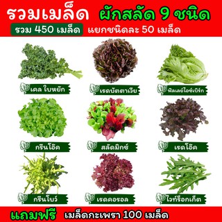 ผักสลัด เมล็ดผักสลัด🌿 เมล็ดพันธุ์ผักสลัด ไฮโดรโปนิกส์ เมล็ดสลัด 9 ชนิด รวม 450 เมล็ด ชนิดละ 50 เมล็ด แถมฟรี‼เมล็ดกะเพรา