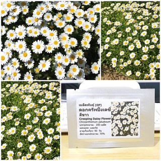 เมล็ดพันธุ์ ดอกครีพปิ้ง เดซี่ (Creeping Daisy Flower Seed) บรรจุ 200 เมล็ด คุณภาพดี ราคาถูก ของแท้ 100%