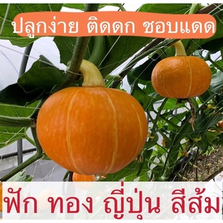 เมล็ดพันธุ์ ฟักทองญี่ปุ่น (Japanese pumpkin) 20-25เมล็ด