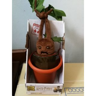 Harry potter MANDRAKE noble collection ตุ๊กตาแมนแดรก แฮร์รี่พอตเตอร์ มีเสียงได้