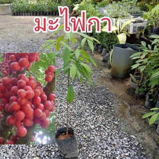 ต้นมะไฟแดง มะไฟกา ต้นพันธุ์แบบเสียบยอด ขนาดต้นสูงประมาณ 60-70cm.(1ต้น/แพ็ค)