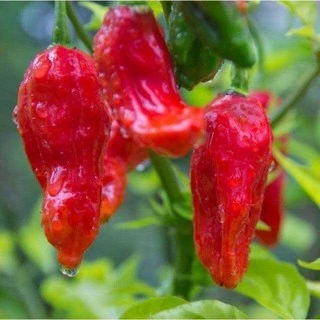 10 เมล็ด พริกผิวย่น(ปีศาจ)บุตโจโลเกีย (bhut jolokia) พริกปีศาจ