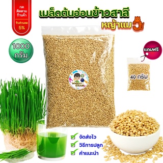 เมล็ดข้าวสาลี  ขนาด 1 กิโลกรัม ราคาถูก เกรดนำเข้า หญ้าแมว อัตราการงอกสูง เมล็ดต้นอ่อนข้าวสาลี Aus Wheat