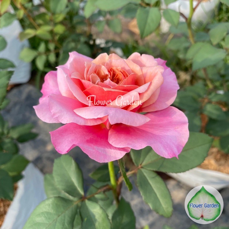 F558 กุหลาบ MIYABI (มิยาบิ) ดอกหอม กลีบสีส้มไล่ชมพู  (ติดดอก) แบบถุง พร้อมส่ง