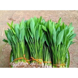 เมล็ดพันธ์ผักพายน้อย