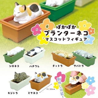 **พร้อมส่ง**กาชาปองน้องแมวนอนบนกระถาง Pokpoka Planter Cat Mascot Figure ของแท้