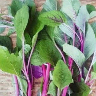 เมล็ดพันธุ์ ผักโขมชมพู (Pink Amaranth) สีสวย สะดุดตาใบมีสีเขียวปนแดงและต้นสีชมพู