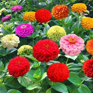 เมล็ดพันธุ์ ดอกบานชื่นดอกซ้อน(Zinnia) 30 เมล็ด ต้นไม้มงคล ไม้ประดับ เมล็ดพันธุ์พืช เมล็ดดอกไม้ พรรณไม้ ต้นไม้