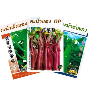 เมล็ดคะน้าฮ่องกง/คะน้าเห็ดหอม/คะน้าสีแดง  Chinese Kale / Red Chinese Kale เมล็ดพันธุ์OP