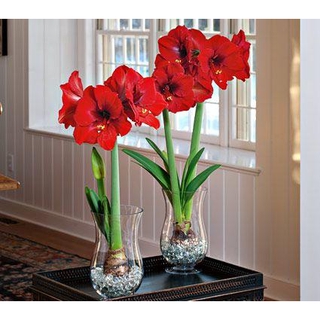 หัวว่านสี่ทิศพันธุ์ FERRARI 1หัว/ชุด Amaryllis Ferrari (Hippeastrum) ว่านสี่ทิศฮอลล์แลนด์พันธุ์หัวใหญ่