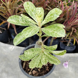 ต้นชวนชมใบด่างลายหินอ่อน จัดส่งพร้อมกระถาง 6 นิ้ว Adenium Marble