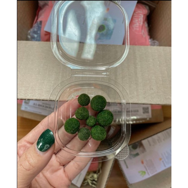 มาริโมะ เเถมหอยตกเเเต่ง(3เเถม1,5เเถม2)0.8cm.เเถมหอยตกเเต่ง🔥 มีคู่มือการเลี้ยงให้