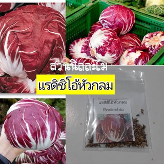 เมล็ดพันธุ์แรดิชิโอ้หัวกลม(มีเก็บเงินปลายทาง)