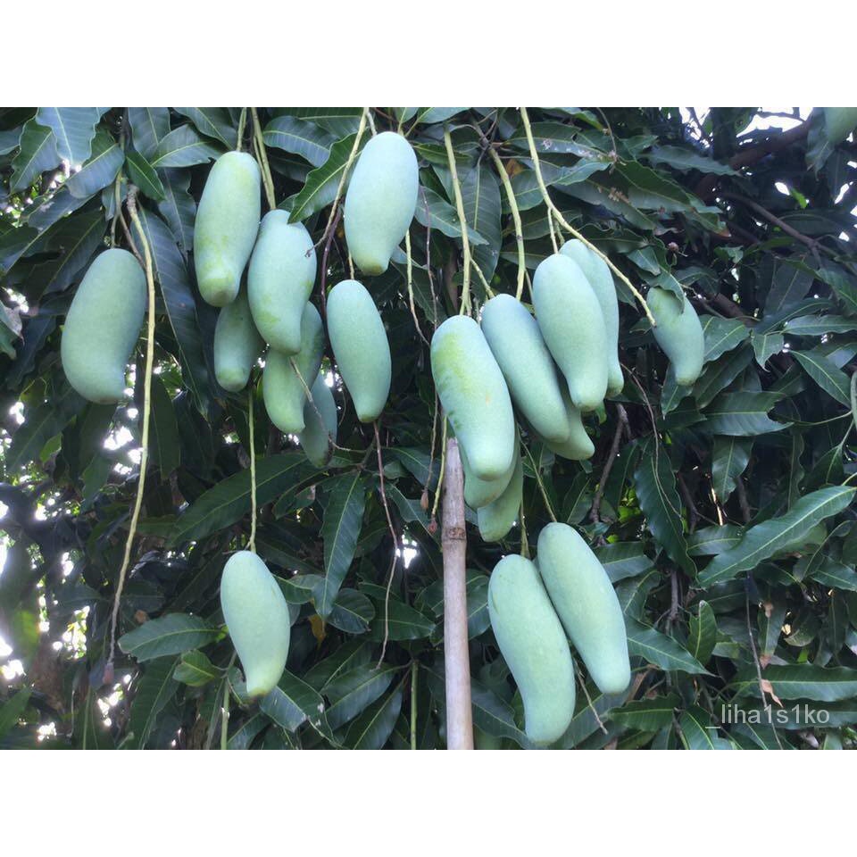 เมล็ดพืชคุณภาพสูง ต้นมะม่วง พันธุ์มะม่วงมันขุนศรี เป็นมะม่วง ทาบกิ่ง ให้ผลเร็ว จัดส่งพร้อมถุงชำ 6 นิ้ว ลำต้นสูง 90ซม ขึ้
