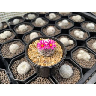 แมมลูกกอล์ฟ ฟอร์มกอ Mammillaria น่ารักๆดอกสีชมพู กระบองเพชร แคคตัส ราคาเบาๆ พร้อมส่งทั้งกระถาง