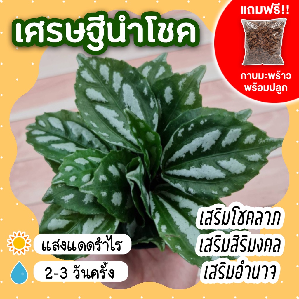 เศรษฐีนำโชค พร้อมกระถาง 3 นิ้ว *แถมกาบมะพร้าว* ต้นไม้มงคล ต้นไม้จิ๋ว เสริมโชคลาภ เสริมสิริมงคล ต้นไม้แต่งบ้าน แต่งคอนโด