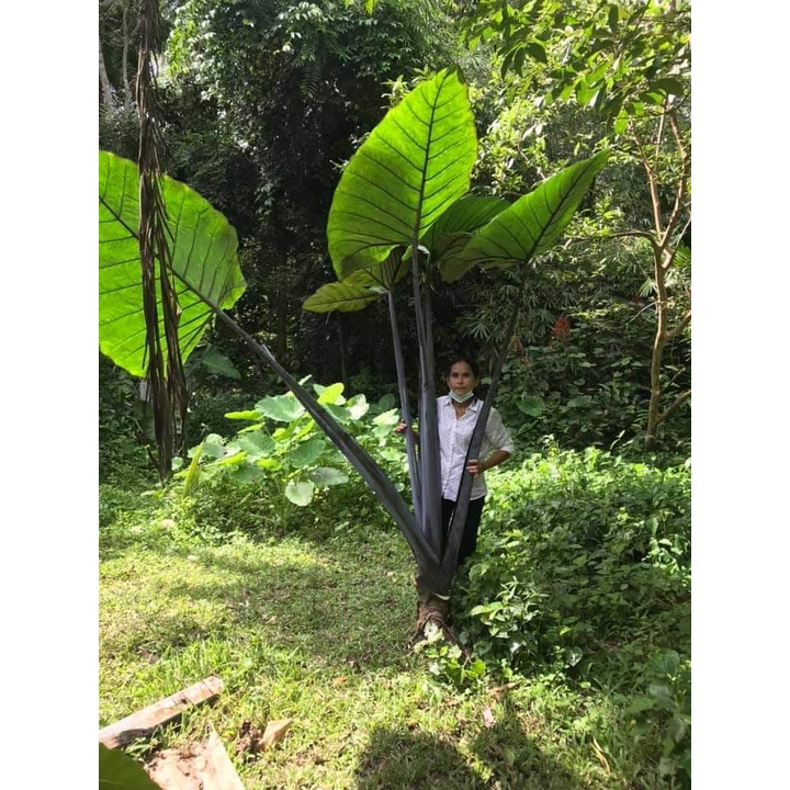 ทูนดำ ทูนก้านดำ ออดิบ บอนก้านดำ ออดิบดำ Colocasia sp. ต้นสูงได้ 2-3 ม. ใบสีเขียวมรกตเงาวาวสีดำตัดขอบ