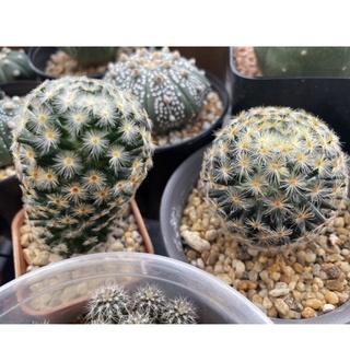 cactus MAMMILLARIA SCHIEDEANA แมมขนนกเหลืองไม้เมล็ด 2 ต้น