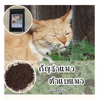 พร้อมส่ง ❗  รหัส 002 แคทนิป เมล็ดพันธุ์แท้ แมวร่าเริง Catnip ช่วยคลายเครียด ไม่มีอันตราย ตำแยแมว