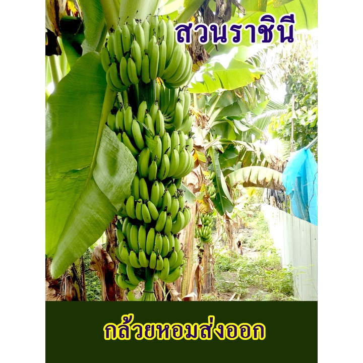 กล้วยหอม หน่อกล้วยหอมเพื่อการส่งออก ส่วนมากปลูกกันแต่บริษัทใหญ่ๆทั้วโลก ชุด 2 หน่อ (คาเวนดิช)