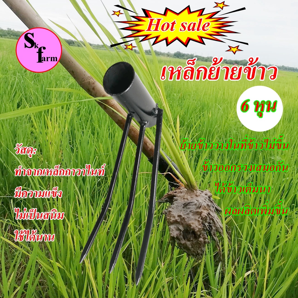 เหล็กซ่อมข้าวในนา เหล็กย้ายข้าว คาดซ่อมข้าวไม้ซ่อมข้าวที่ไม่ขึ้นข้าวออกรวงสม่ำเสมอ ขนาด 6หุน