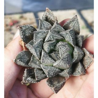 ฮาโวเทีย Haworthia mirror ball